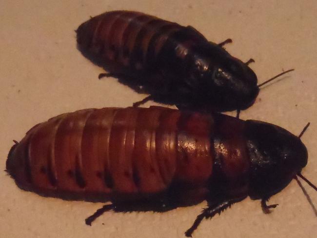 This handout picture taken by Japan's Tokuyama Zoo on July 17, 2015 and received on July 22, 2015 shows Madagascar hissing cockroaches at a cockroach exhibition at the Tokuyama Zoo in Shunan city in Yamaguchi prefecture, western Japan. The zoo is trying to do the impossible -- improve the image of cockroaches, putting on an exhibition of one of the world's most hated insects. The exhibition has around 200 creatures from a total of 15 species on display. AFP PHOTO / TOKUYAMA ZOO ---EDITORS NOTE---HANDOUT RESTRICTED TO EDITORIAL USE - MANDATORY CREDIT "AFP PHOTO / TOKUYAMA ZOO" - NO MARKETING NO ADVERTISING CAMPAIGNS - DISTRIBUTED AS A SERVICE TO CLIENTS