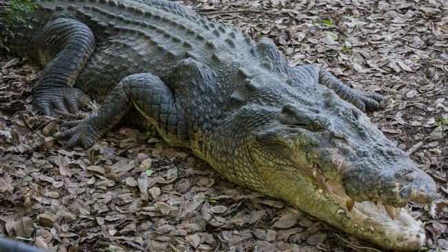 Warning: Crocodiles may appear in unexpected places after recent ...