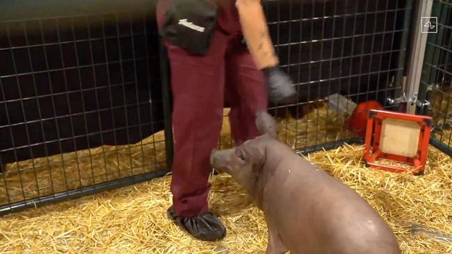 Gertrude the pig was implanted with the Neuralink device. Picture: Neuralink / AFP