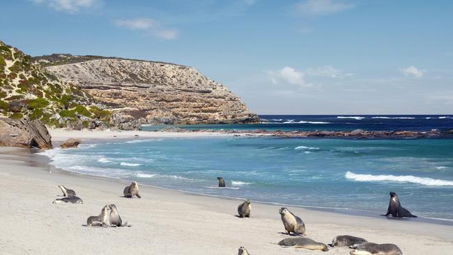 Seal Bay Conservation Park, Kangaroo Island, South Australia. Picture: Paul Torcello/South Australian Tourism.