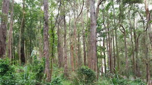 Patch of Sydney Turpentine-Ironbark Forest to be retained and managed for conservation at the West Pennant Hills site. Picture: Supplied