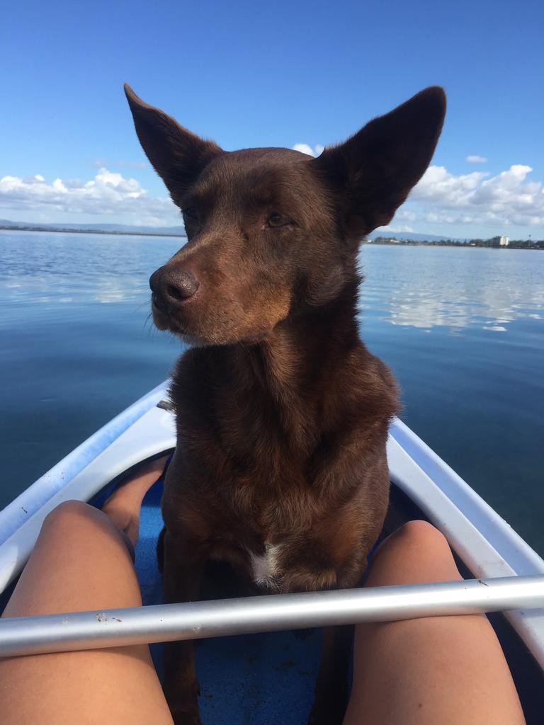 Ollie ready for an adventure in the kayak. Picture: Jodie Manssen