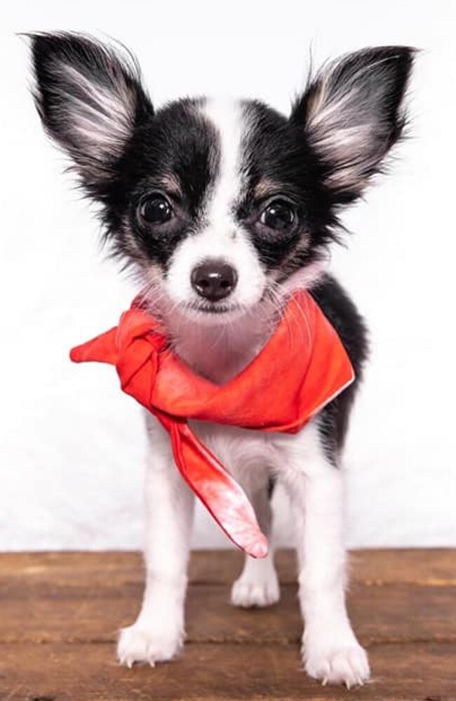 Ipswich Cutest Dog Competition 2022: Julie Rolfe's seven-month-old chihuahua Elvis - 
