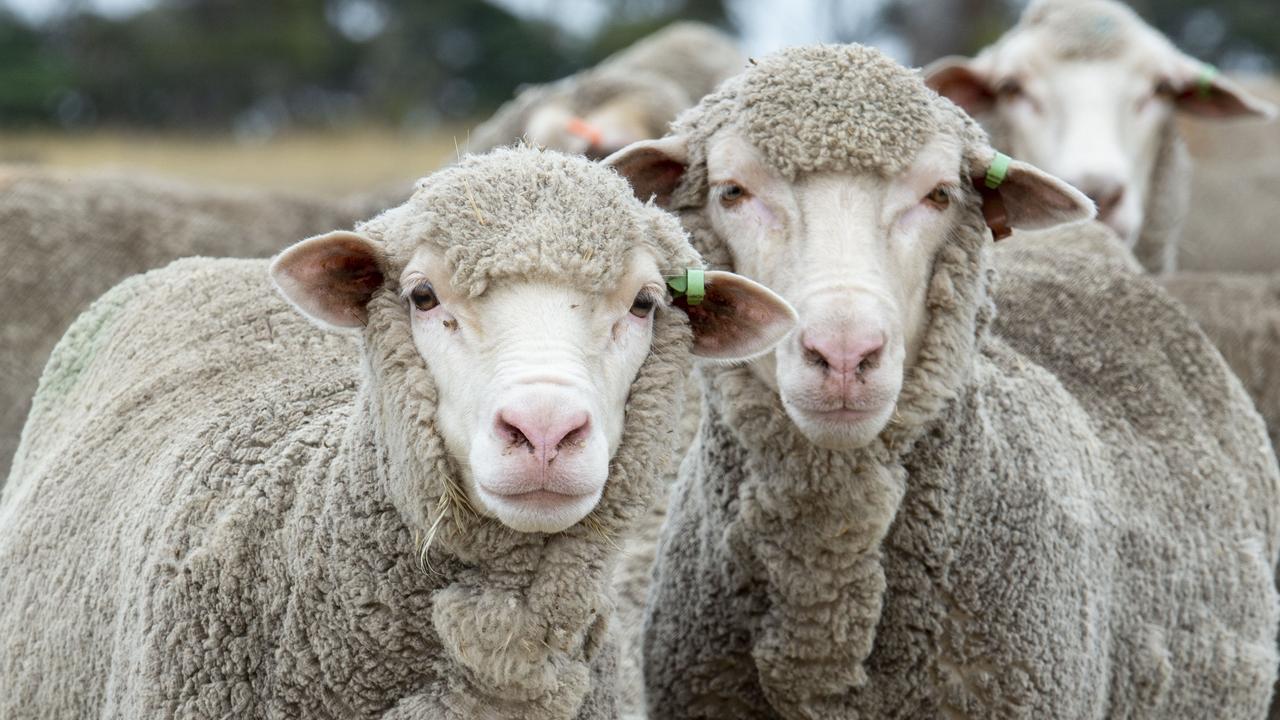 A farmer in New Zealand has been convicted of animal neglect after more than 200 sheep had to be euthanised. Picture: Zoe Phillips