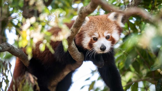 A Red Panda is seen at Symbio Wildlife Park in Helensburgh, NSW. Picture: NCA NewsWire/Bianca De Marchi