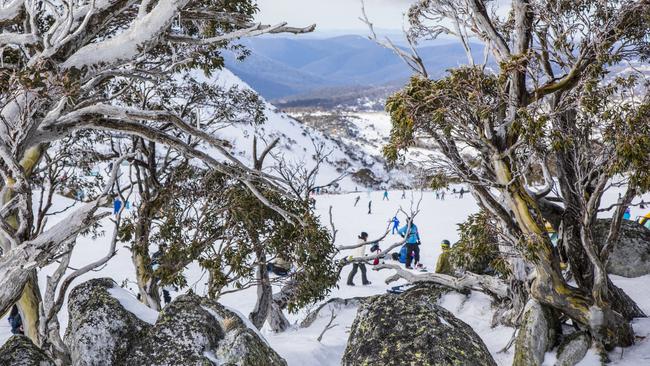 Snow gums at Perisher. Picture: Destination NSW