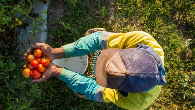 Increasing numbers of PALM workers are fleeing the scheme and applying for protection visas as a means of leaving their employer. Photo Paul Beutel