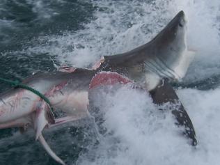 shark attack bites man in half