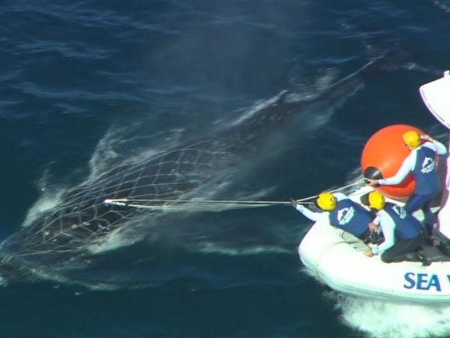 Channel Seven stills of Sea World helping free a juvenile humpback whale caught in nets off the Gold Coast's Main Beach on Saturday, July 18, 2015. MUST CREDIT: Channel Seven