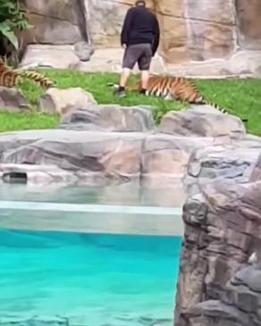 Dreamworld Tiger Island incident