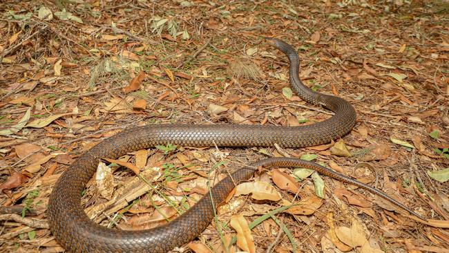 Eastern brown snakes are the second deadliest snakes in the world.