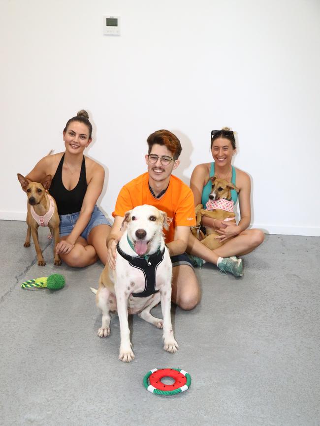 Foster carer Kealy Baker with seven-month-old crossbreed Misha, PetStock sales assistant Zem Hallam with one-year-old crossbreed, Hope and Olivia McDonald with four-month-old mixed breed Melorie. All dogs are available for adoption through Remote Animal Assistance. Photo: Catherine Duffy.
