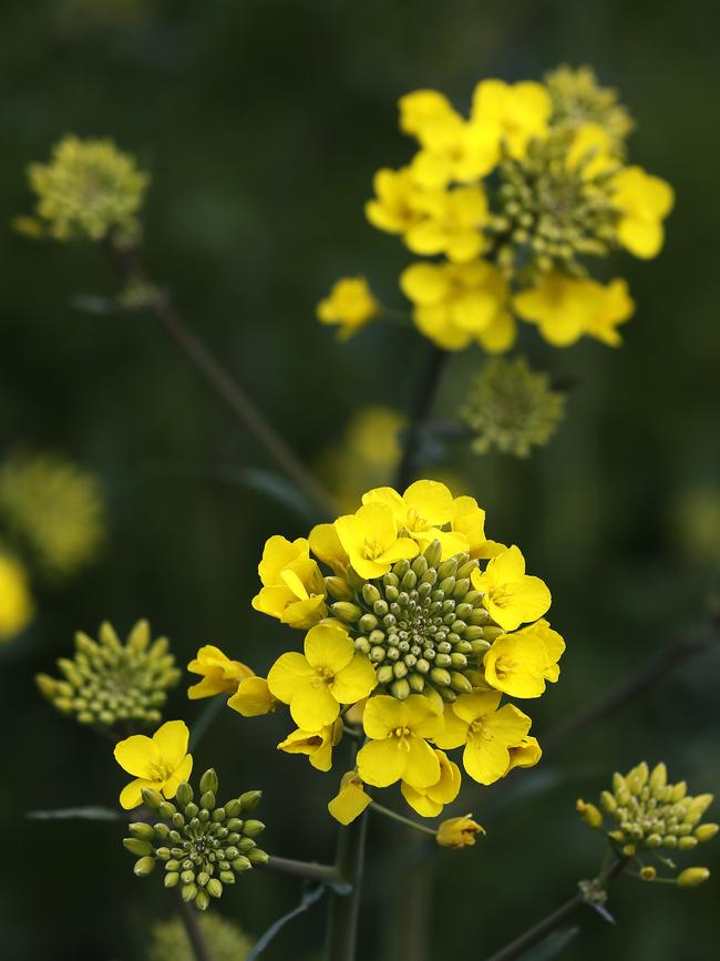 Canola flowerheads.