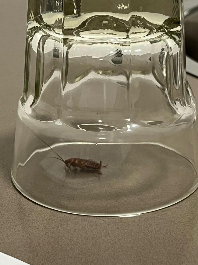 Benjamin and his girlfriend said they found many cockroaches, including this one, in their living area, and a bed bug on the top of their pillows. Picture: Benjamin