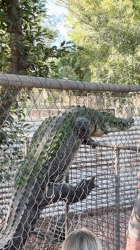 Massive croc makes daring escape