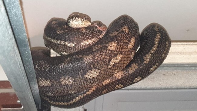 Mr Burns the snake at home. Picture: Gold Coast and Brisbane Snake Catchers