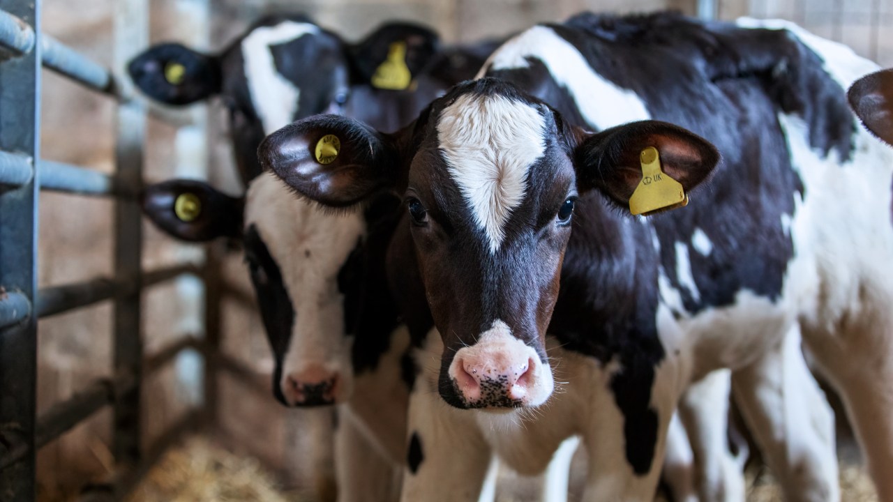 Government at odds with farmers, animal welfare groups amid calls to ...