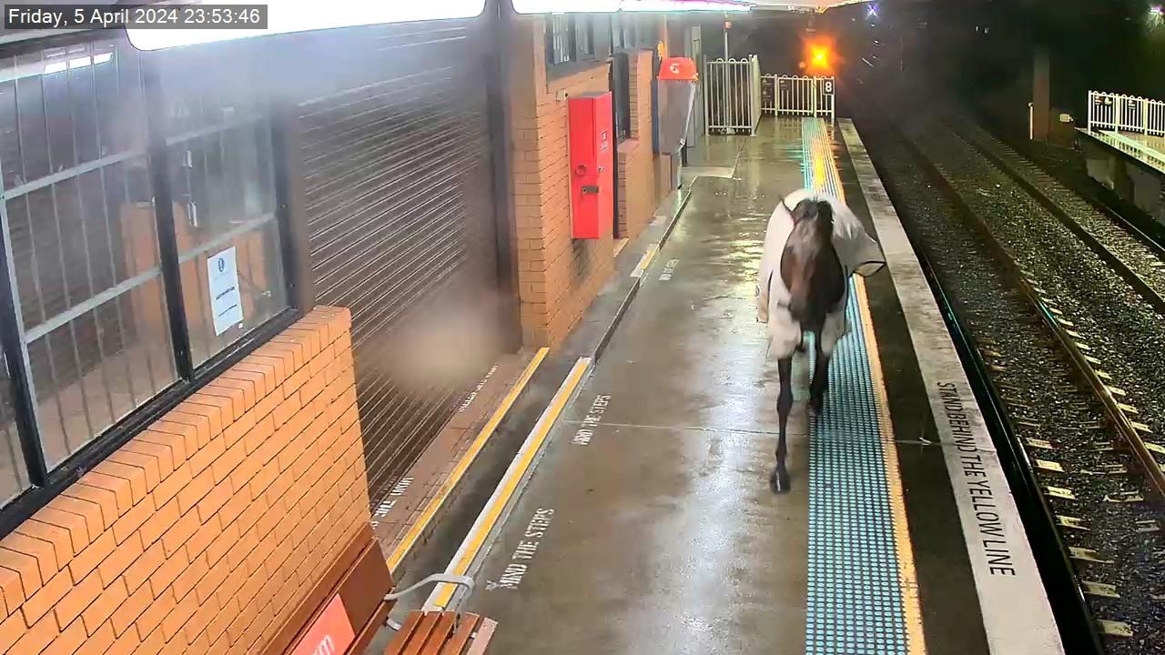 The horse enters Warwick Farm Station from the car park to escape a down pour outside. Picture: Supplied
