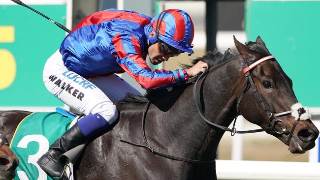 Prince Of Arran surged up the order of entry after his win in the Geelong Cup. Picture: AAP