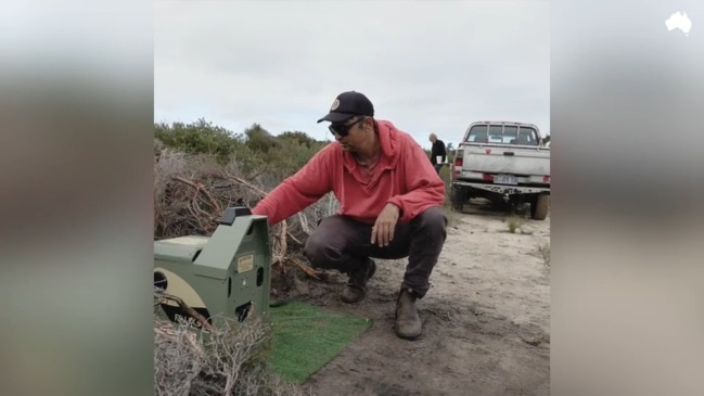 Plan to remove cats from Indigenous-owned lungtalanana or Clarke Island, Tasmania