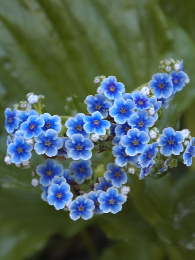 Chatham Island forget-me-nots. Picture: Fawcett Media