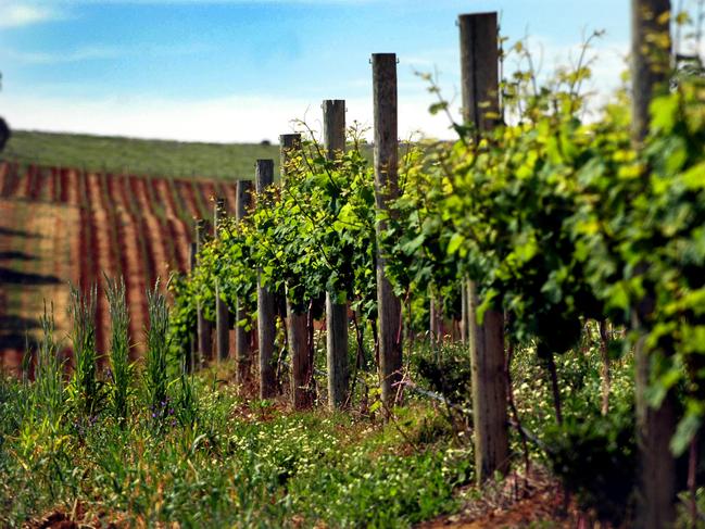 Generic Wine Shots taken at Gossett wines in the Clare Valley South Australia. Rheisling crop. Pics Ben Searcy