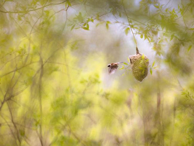 In the marshes of Biebrza National Park, Poland, the penduline tit crafts its distinctive nest. Picture: Grzegorz Długosz/TNC Photo Contest 2023