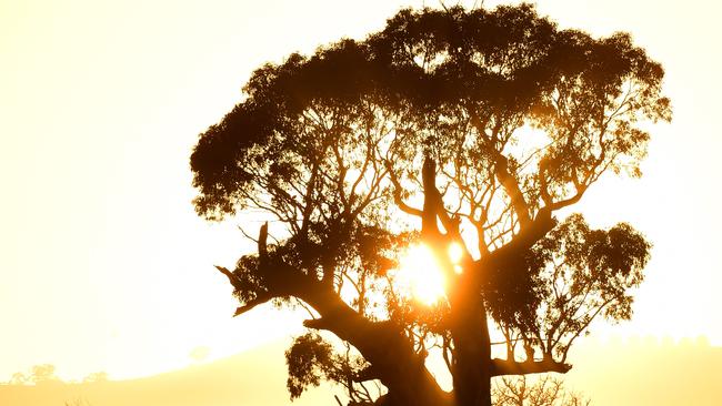 Landscape in Lancefield. Cow in morning sun. Generic farm. Cattle. PHOTO: ZOE PHILLIPS