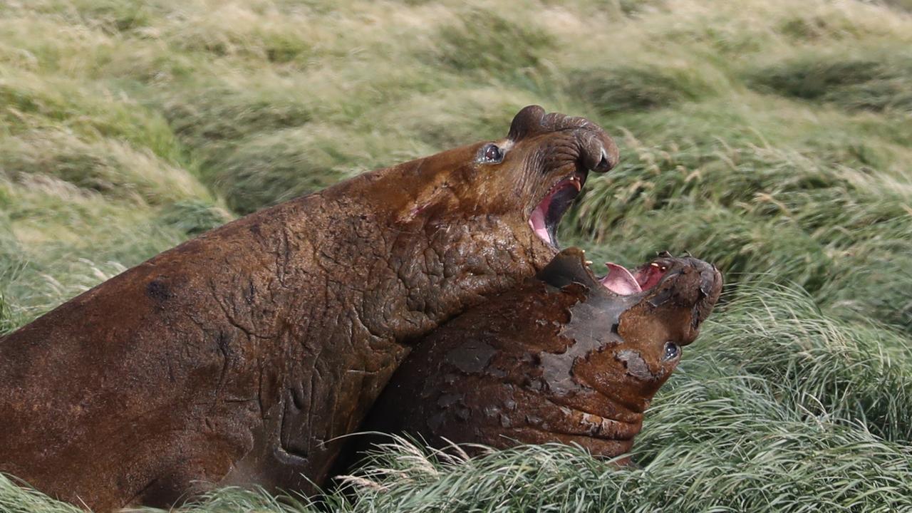 Canberra has pledged $50m to build a new base from scratch. The earmarked construction site is home to thousands of elephant seals, and the odd penguin, all of whom will need to be persuaded to relocate. Picture: Ryan Osland