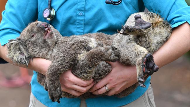 Dozens of Koalas have been rescued from the fires on Kangaroo Island over the past five days. Picture: David Mariuz/AAP