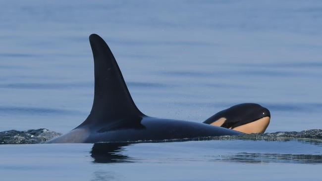 An orca and calf. Picture: Katie Jones/Centre for Whale Research