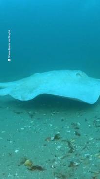 Rare albino stingray spotted in Victoria