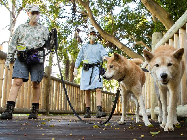 Perth Zoo Keepers walk Dingos at Perth Zoo which has been closed to the public. Picture: Getty