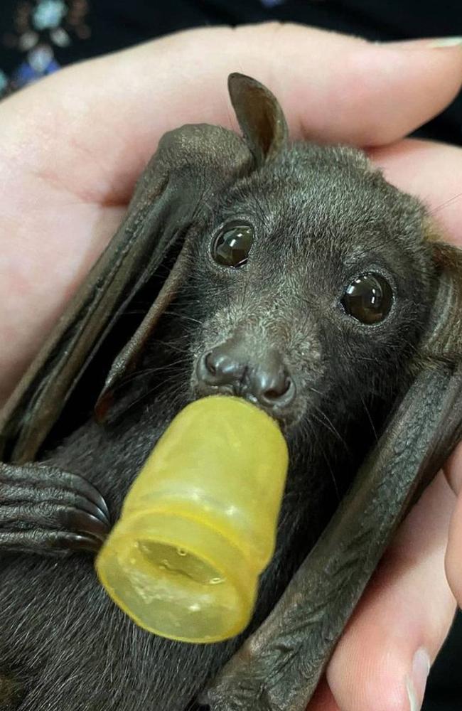 Baby Plum the flying fox with her dummy. Picture: NQ Wildlife Care