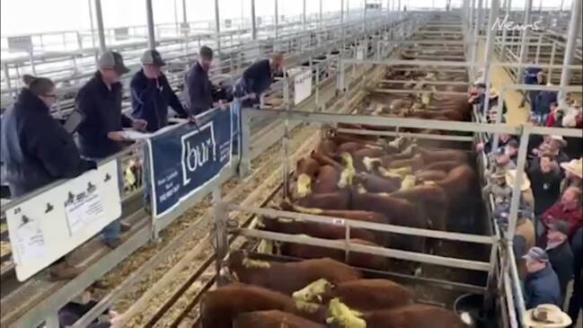 Action from Wodonga cattle market