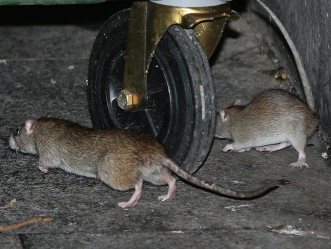 Rats spotted lurking around the rear of shops and laneways opposite the old entertainment centre. Picture: Bill Hearne