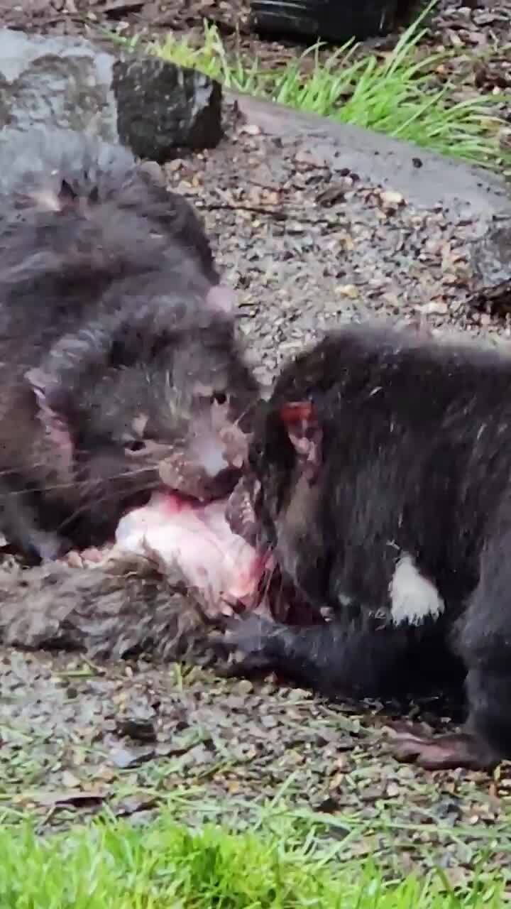 Up close with Tasmanian devils at Cradle Mountain