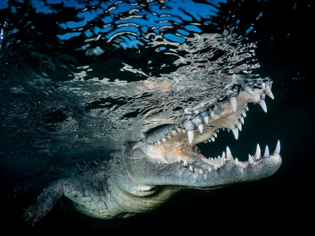 Image Name: American Crocodile Photographer Name: Lynn Wu At Cuba, Queen’s Garden mangrove forest, you have opportunity to get close with the wild American Crocodile. We looked for three days and lucky we saw these American Crocodile for once. It takes a lot of courage to get near to the American crocodiles because when these Crocodiles opened their mouth it scares me a lot so in order to press the button, I have to control my fear and to calm down. It is very difficult to focus in these conditions. I tried a lot of shot and this picture below was the moment when I successfully captured. Picture: Lynn Wu, Taiwan, Province of China (China), Commended, Open, Wildlife (Open competition), 2018 Sony World Photography Awards