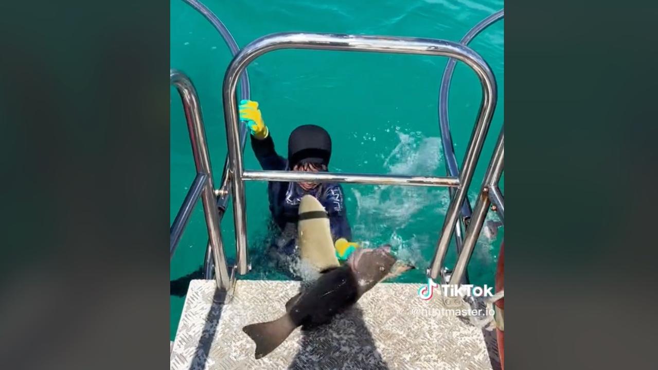 The shark was not happy the boy had taken the fish. Picture: TikTok/huntmaster