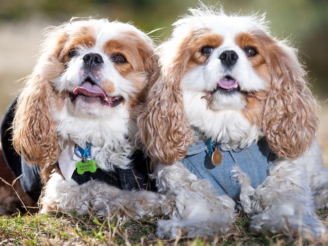 What makes a ‘proper’ dog … Bernard Cornwell loves his Cavalier King Charles spaniel.