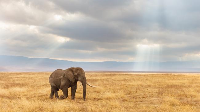 See the spectacular Ngorongoro Crater on a Bench Africa tour.