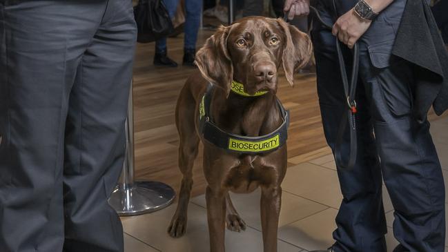 Hobart Airport and Biosecurity Tasmania – Justin Helmich Director of Biosecurity Operations and Lillian Burbury Detector Dog Handler with Toby. Picture: Caroline Tan