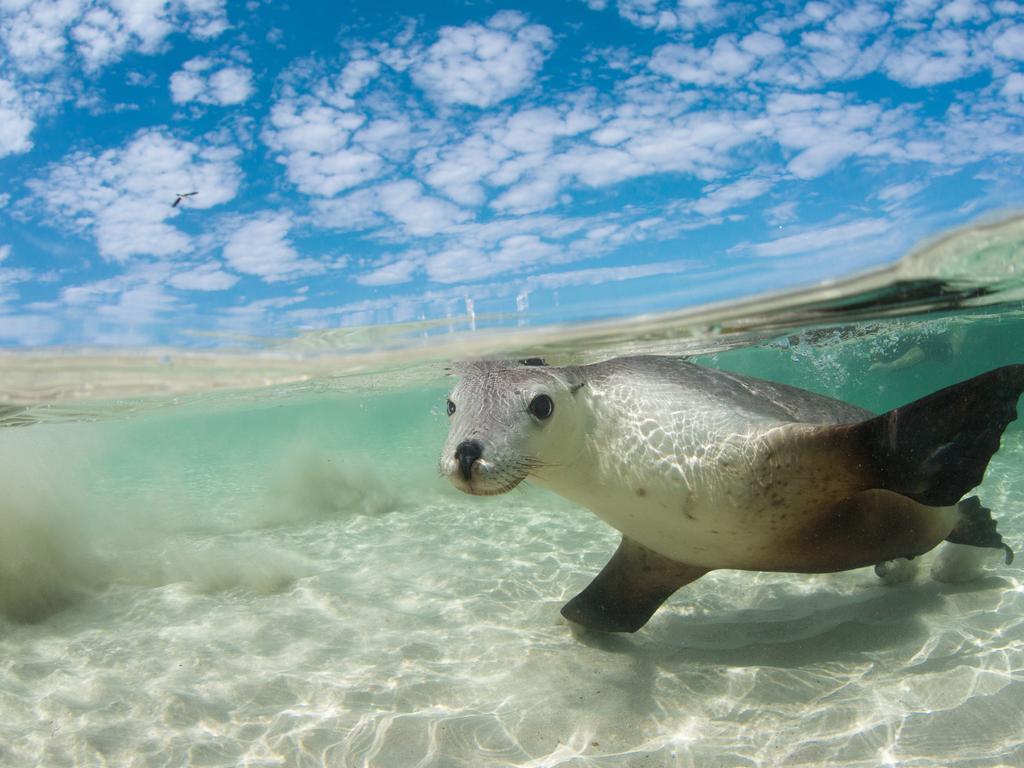 Sea lions of SA’s Eyre Peninsula | The Advertiser