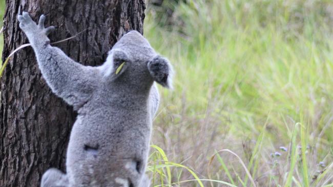 Harrison the koala was found and released back into Tillack Park in Mansfield. Photo: Nihal Samarasinghe