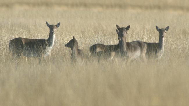 Former Greens leader Bob Brown has suggested culling of wild deer in Tasmania should take place as a matter of urgency.