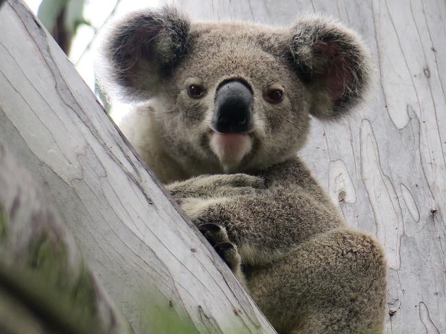 Koala being treated. Picture: Supplied