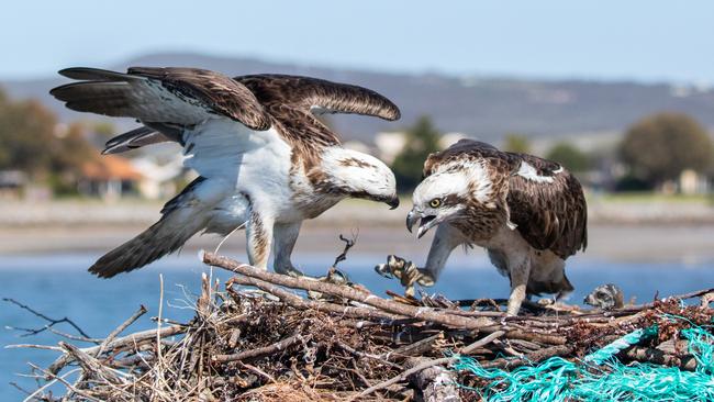 Eastern ospreys. Picture: Take 2 Photography