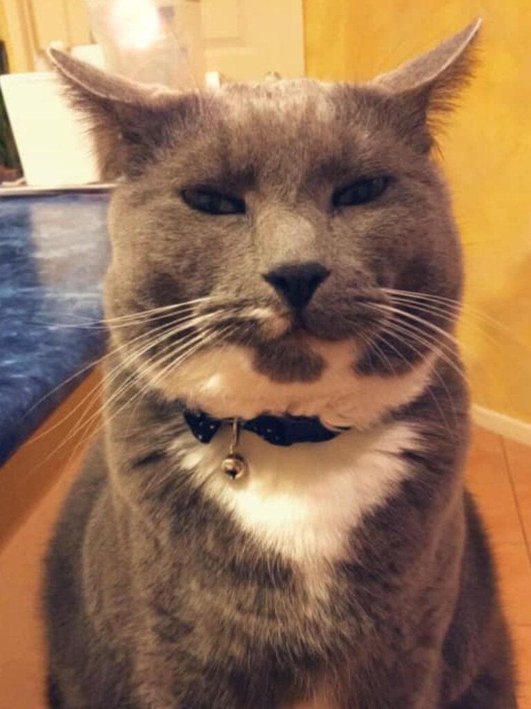 Keith is certain he can control human minds. If he stares intently enough, he’s sure the humans will generously fill his bowl with treats. Picture: Renee Manning. Coolest Cat photo competition. Quest Community News and Courier Mail