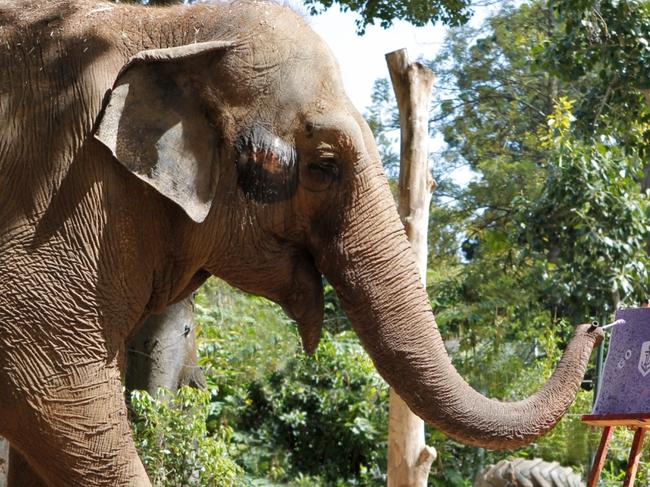 A supplied image obtained Thursday, Sep. 26, 2013 of Perth Zoo elephant Tricia tipping the winner of this SaturdayÃ¢â¬â¢s AFL Grand Final. (AAP Image/Supplied by Perth Zoo) NO ARCHIVING, EDITORIAL USE ONLY