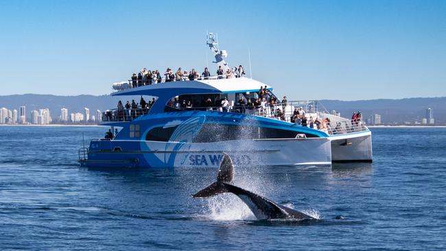 Sea World Whale Watching has had one of the strongest starts to the whale watching season with 40,000 whales expected to swim through the Gold Coast. Picture: Supplied